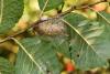 Orgyia antiqua